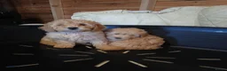 Cavapoo dogs for sale: Cavapoo F1b puppies  - Advert 10