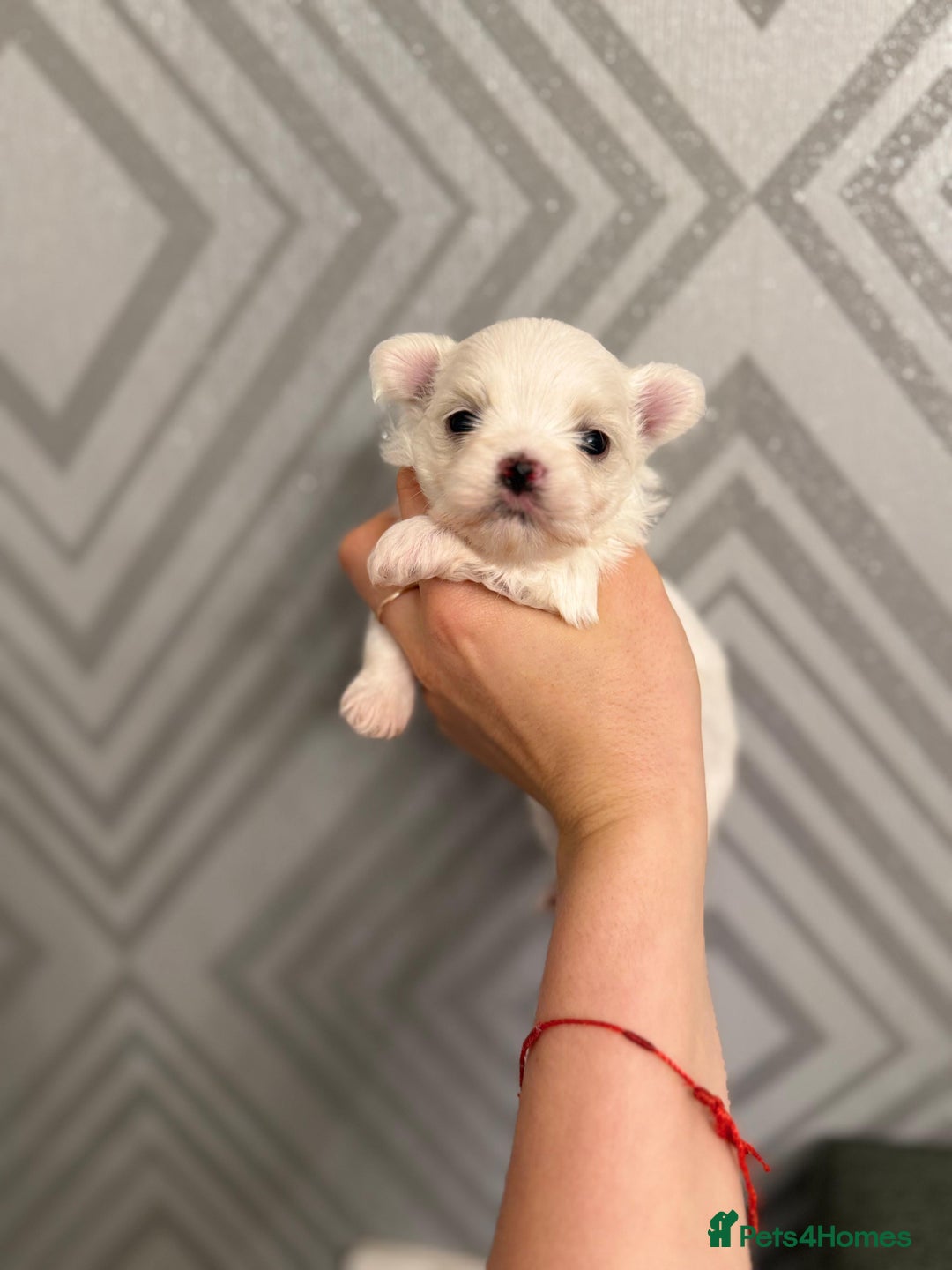 Maltese dogs for sale: Pedigree Maltese from Champion parents  - Advert 6