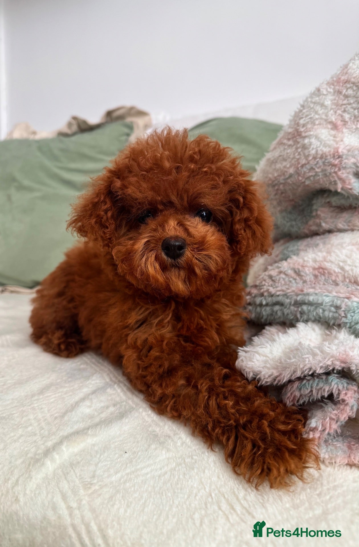 Toy Poodle dogs 🧸READY NOW Asian Poodle Girl🧸 - Advert 1