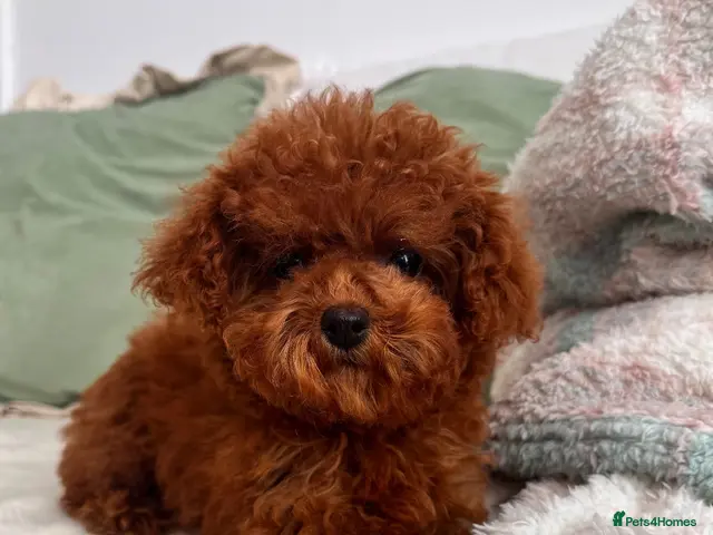 Toy Poodle dogs 🧸READY NOW Asian Poodle Girl🧸 - Advert 1