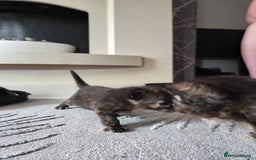British Shorthair cats for sale: 4 beautiful mixed colour - Image 6
