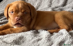 Dogue De Bordeaux dogs for sale: Kc registered Dogue de bordeaux puppies  - Image 12