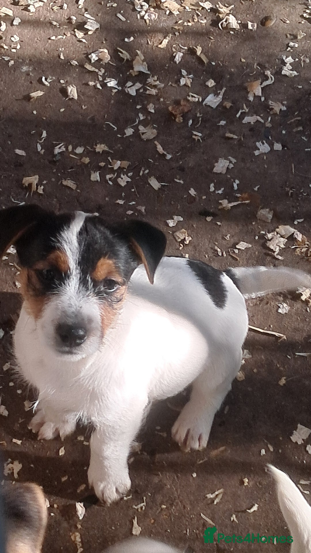 Jack Russell dogs for sale: KC Jack Russell pups, DNA Clear- LOA, SCA, PLL - Advert 24