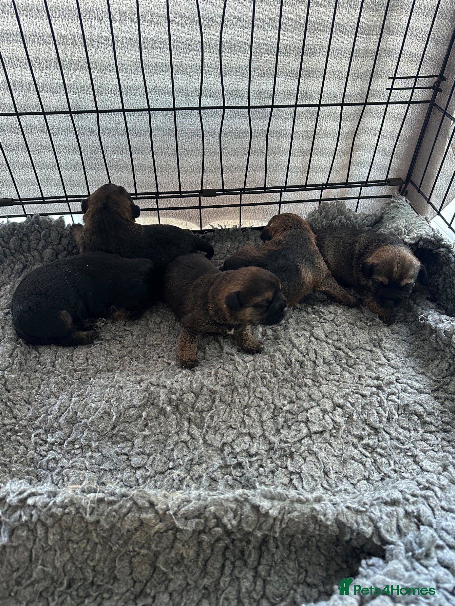 Border Terrier dogs Beautiful Border Terrier Pups - Advert 7