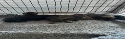 Border Terrier dogs for sale: Beautiful Border Terrier Pups - Advert 5