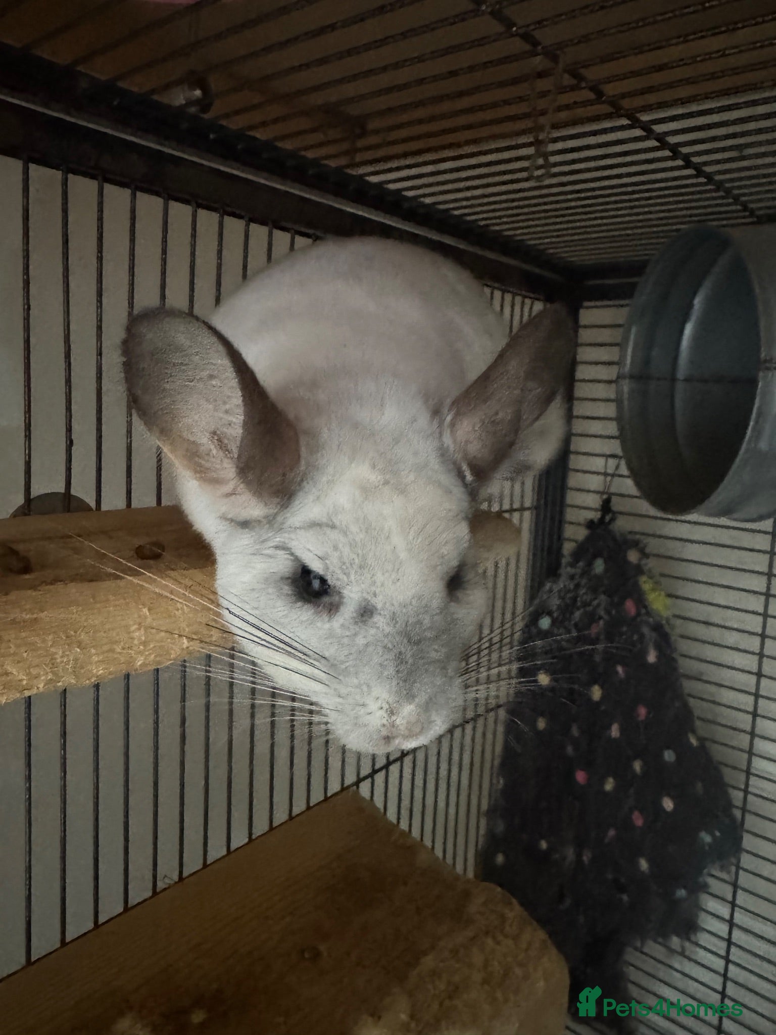 Chinchilla rodents Female Chinchilla & Cage - Advert 1