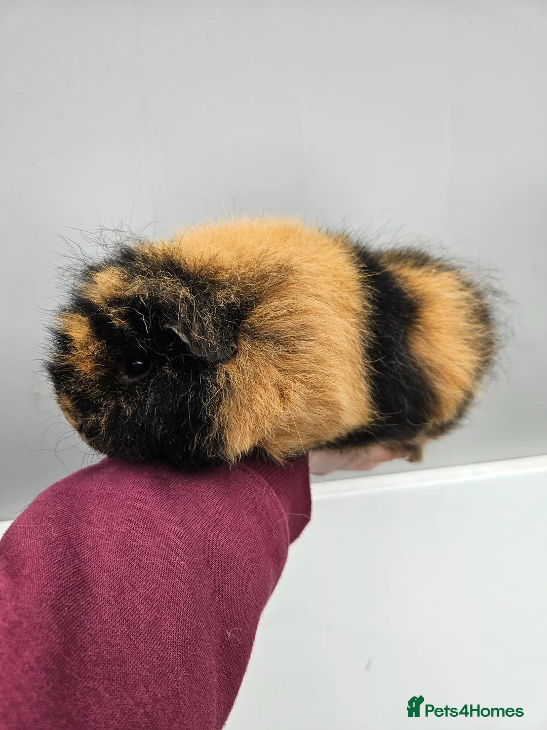 Guinea Pig rodents for sale: Swiss sows and boar available - Advert 7