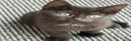 Mixed Breed cats for sale: Kittens  - Advert 19