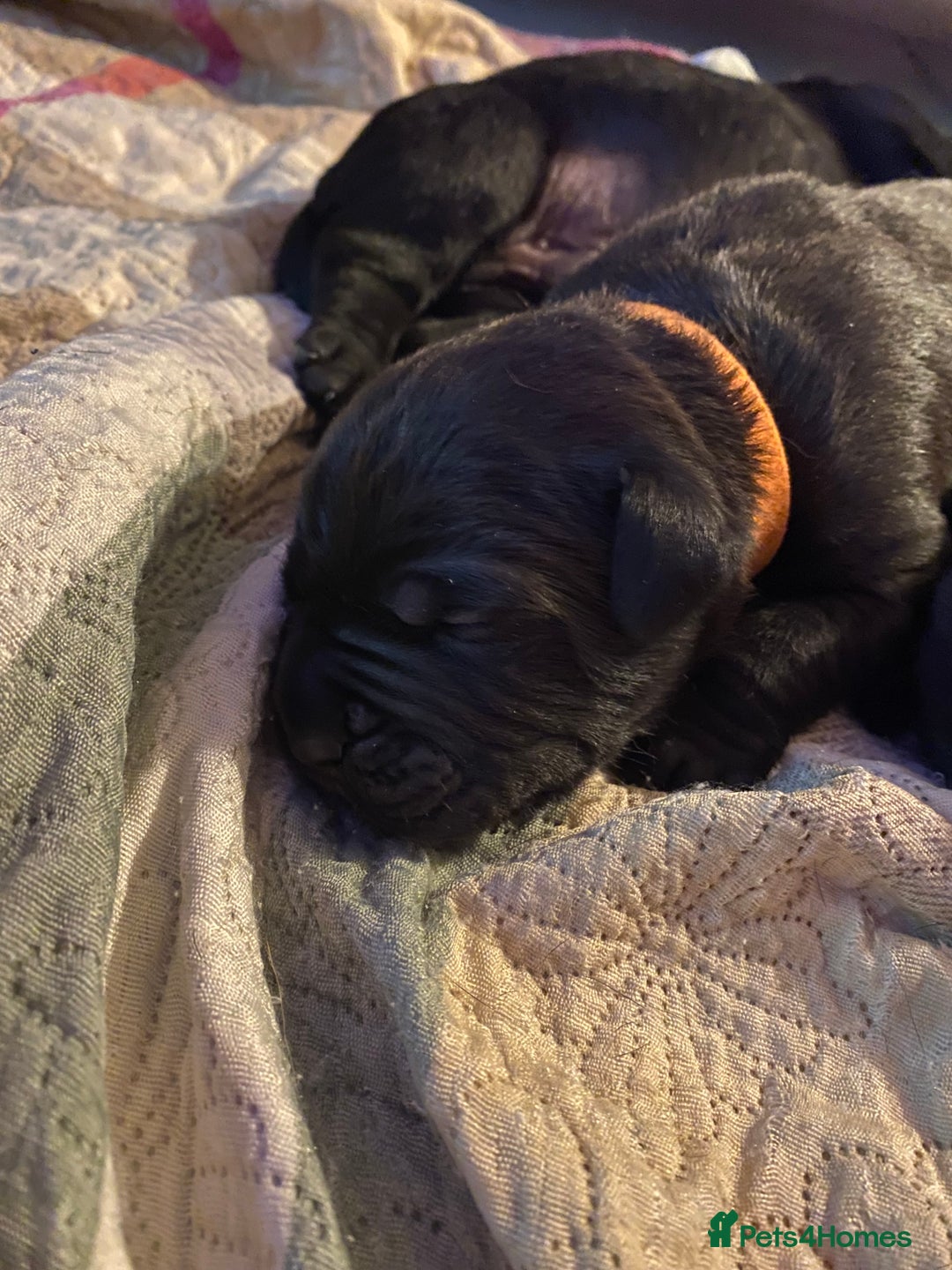 Cane Corso dogs for sale: Cane Corso Puppies Looking for Their Forever Homes - Advert 11