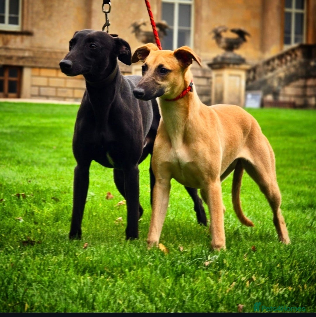 Whippet dogs for sale: Raven & Dobby   kc whippets - Advert 6