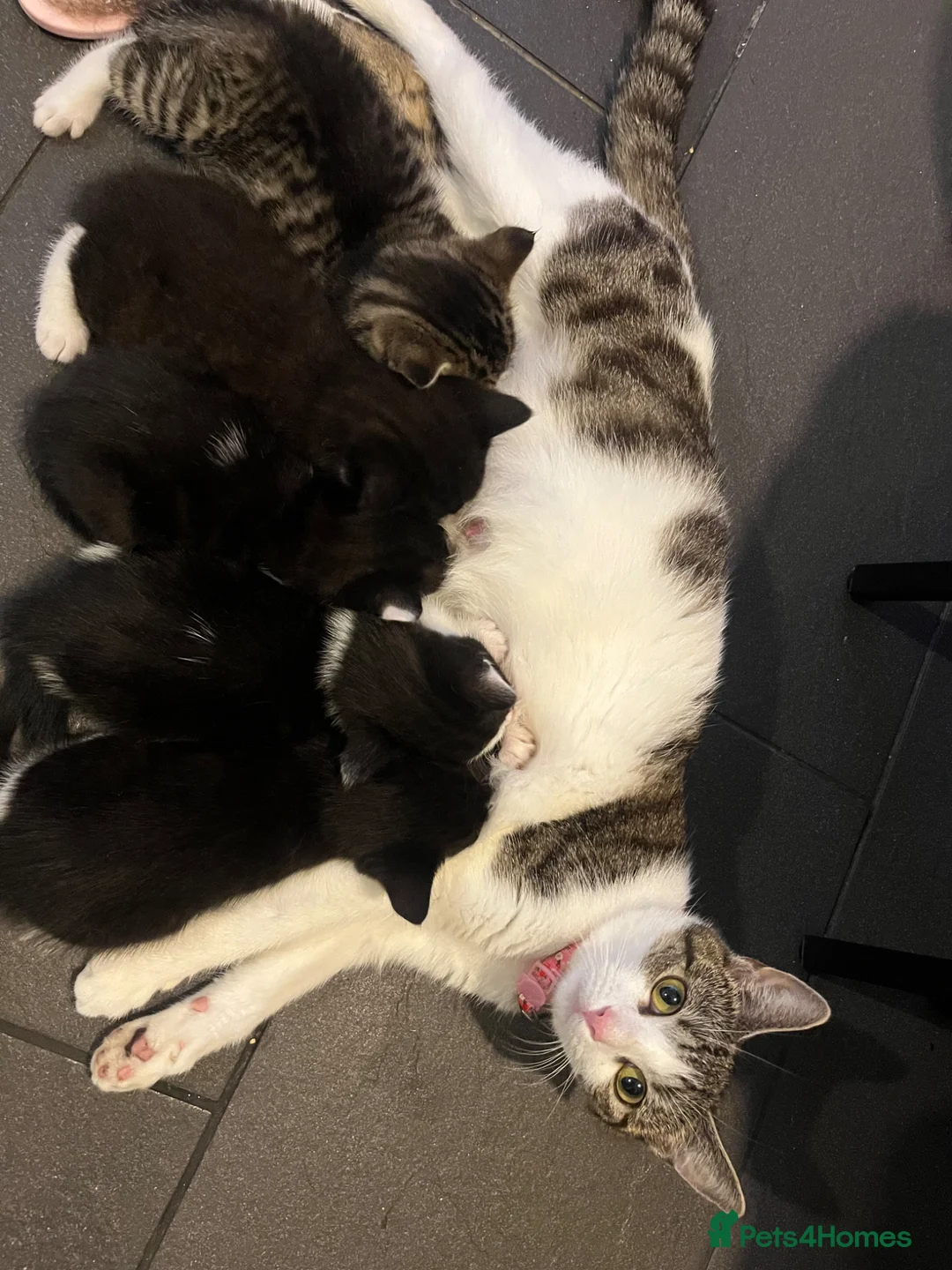 Mixed Breed cats for sale: Beautiful kittens  in Hereford - Advert 22