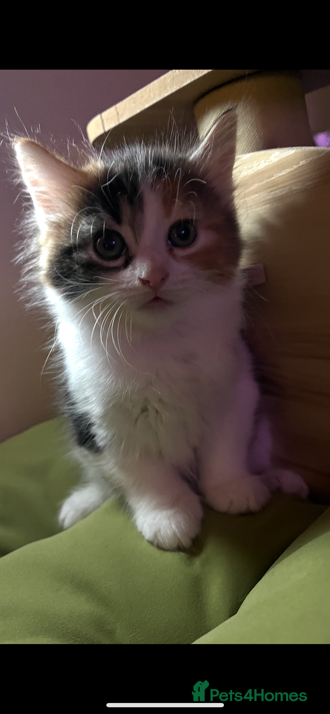 Norwegian Forest Cat cats for sale: Mixed bread/ Norwegian forest cat - Advert 3