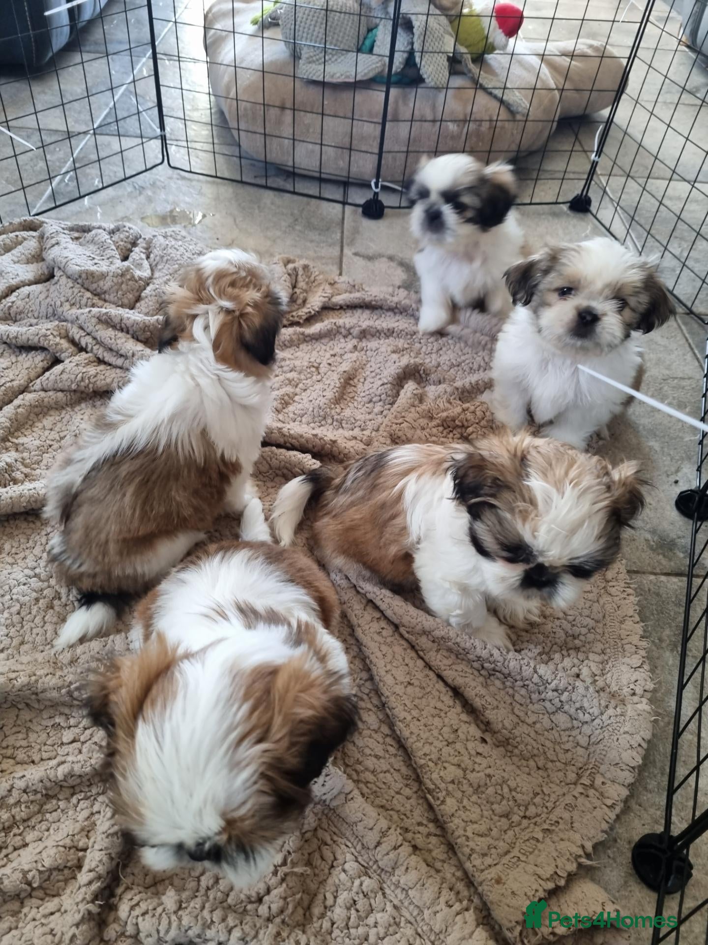 Shih Tzu dogs Adorable Shih Tzu Puppies – 4 Boys & 1 Girl  - Advert 1