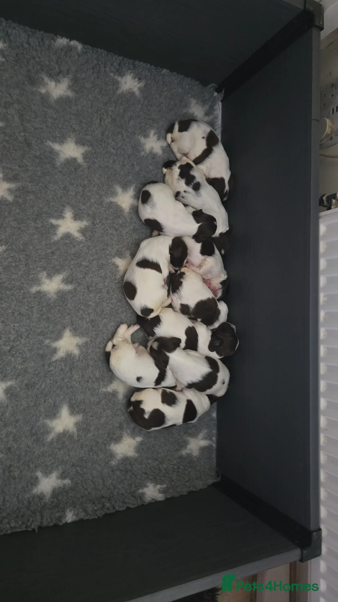 English Springer Spaniel dogs for sale: Working English Springer Spaniel Pups - Advert 7
