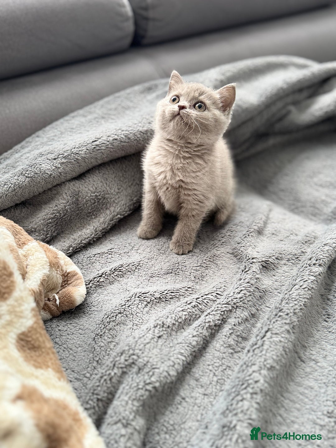 British Shorthair cats for sale: British Shorthair kittens  - Image 11