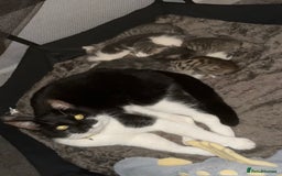 Domestic Shorthair cats for sale: 4 beautiful kittens for sale  - Image 3