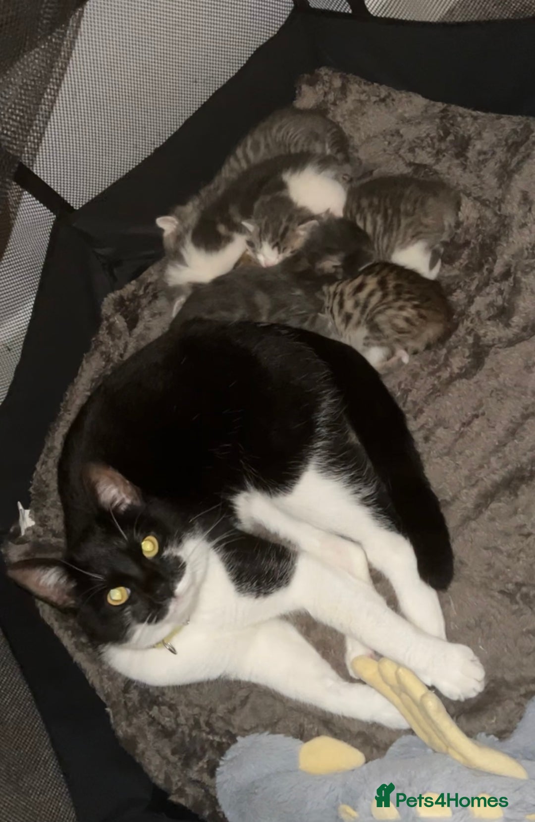 Domestic Shorthair cats for sale: 4 beautiful kittens for sale  - Image 3