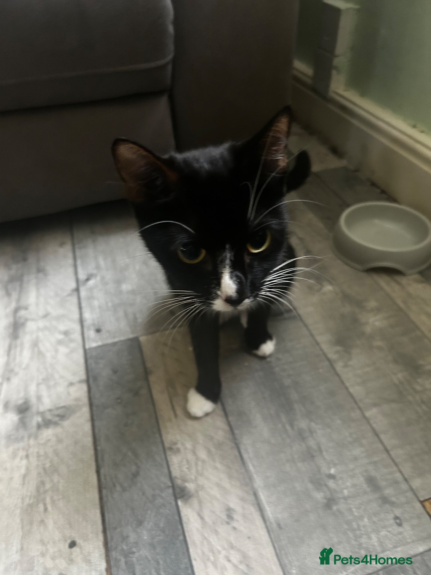 Mixed Breed cats for sale: Kittens - Advert 2
