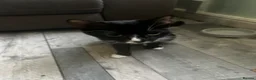 Mixed Breed cats for sale: Kittens - Advert 1