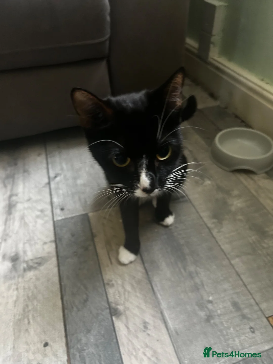 Mixed Breed cats for sale: Kittens - Advert 1