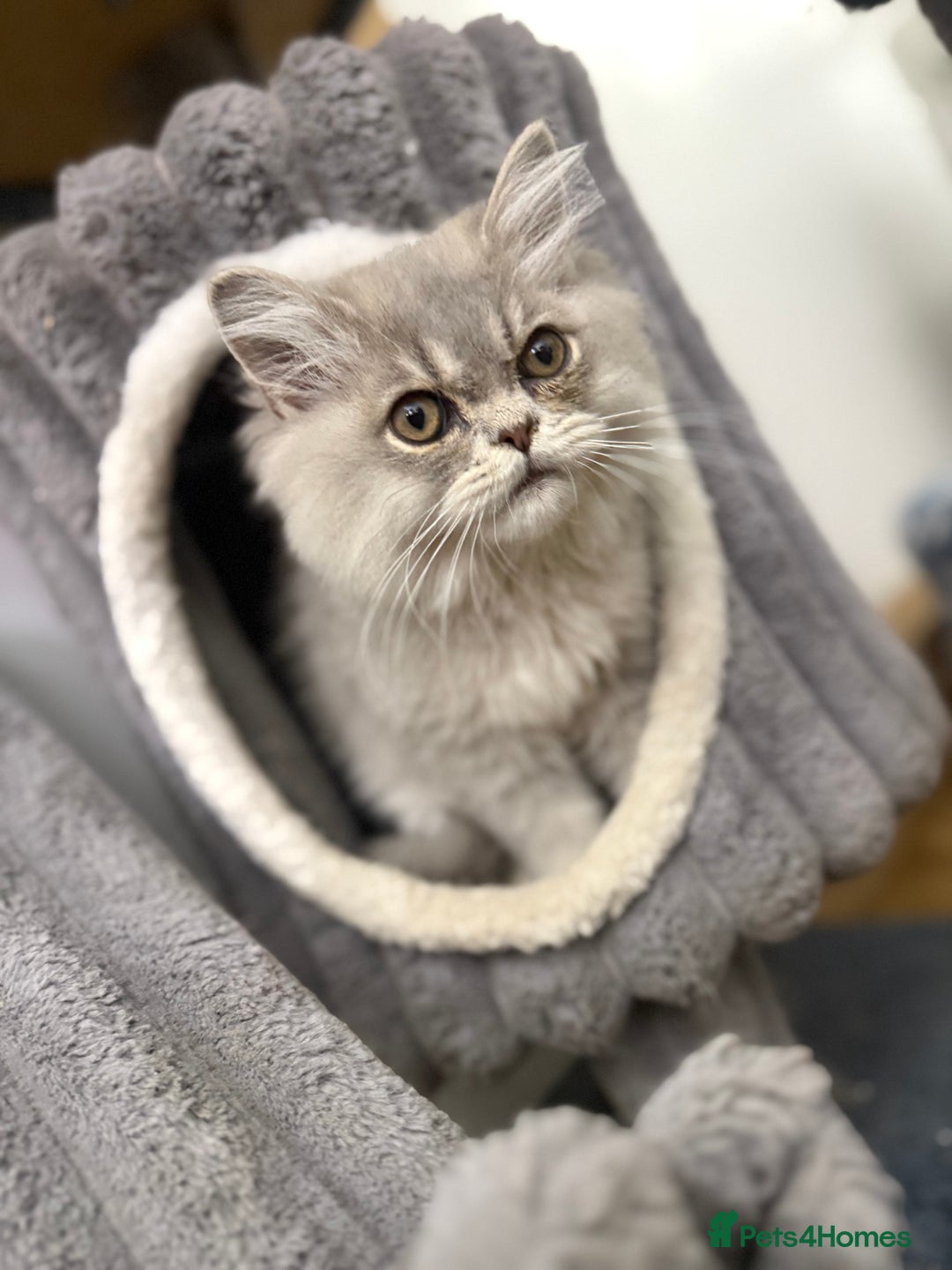 British Shorthair cats for sale: Beautiful boy and girl ready to leave now - Image 12