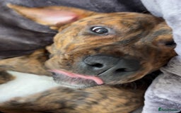 Mixed Breed dogs for sale: Marley - Image 4