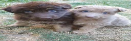 German Shepherd dogs for sale: German Shepherd puppies all colours ready end Aug - Advert 11