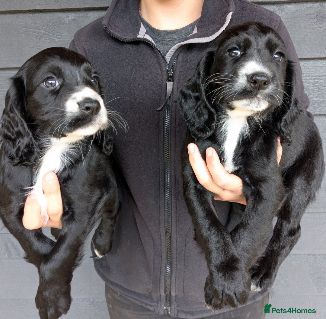 Cocker Spaniel dogs for sale: Beautiful Cocker Girl Pups, READY TO LEAVE-27.7.25 - Image 3