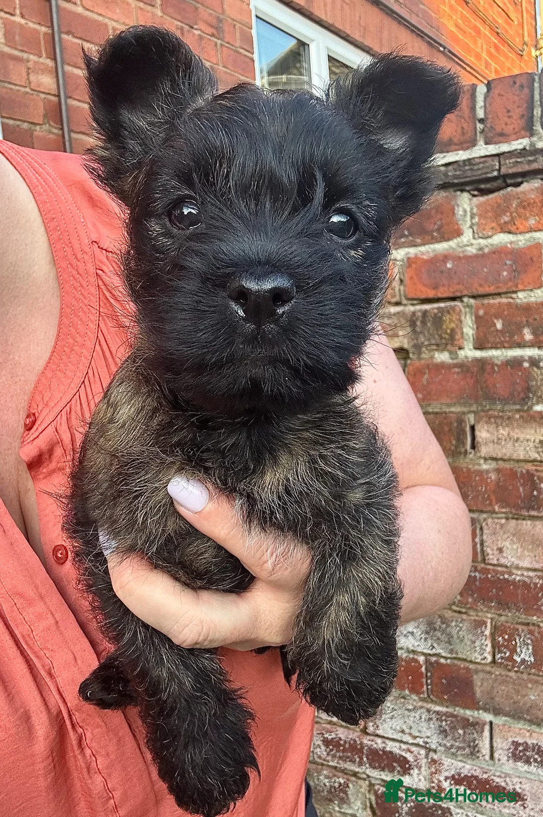 Cairn Terrier dogs for stud: Quality Health Tested & proven stud - Advert 11