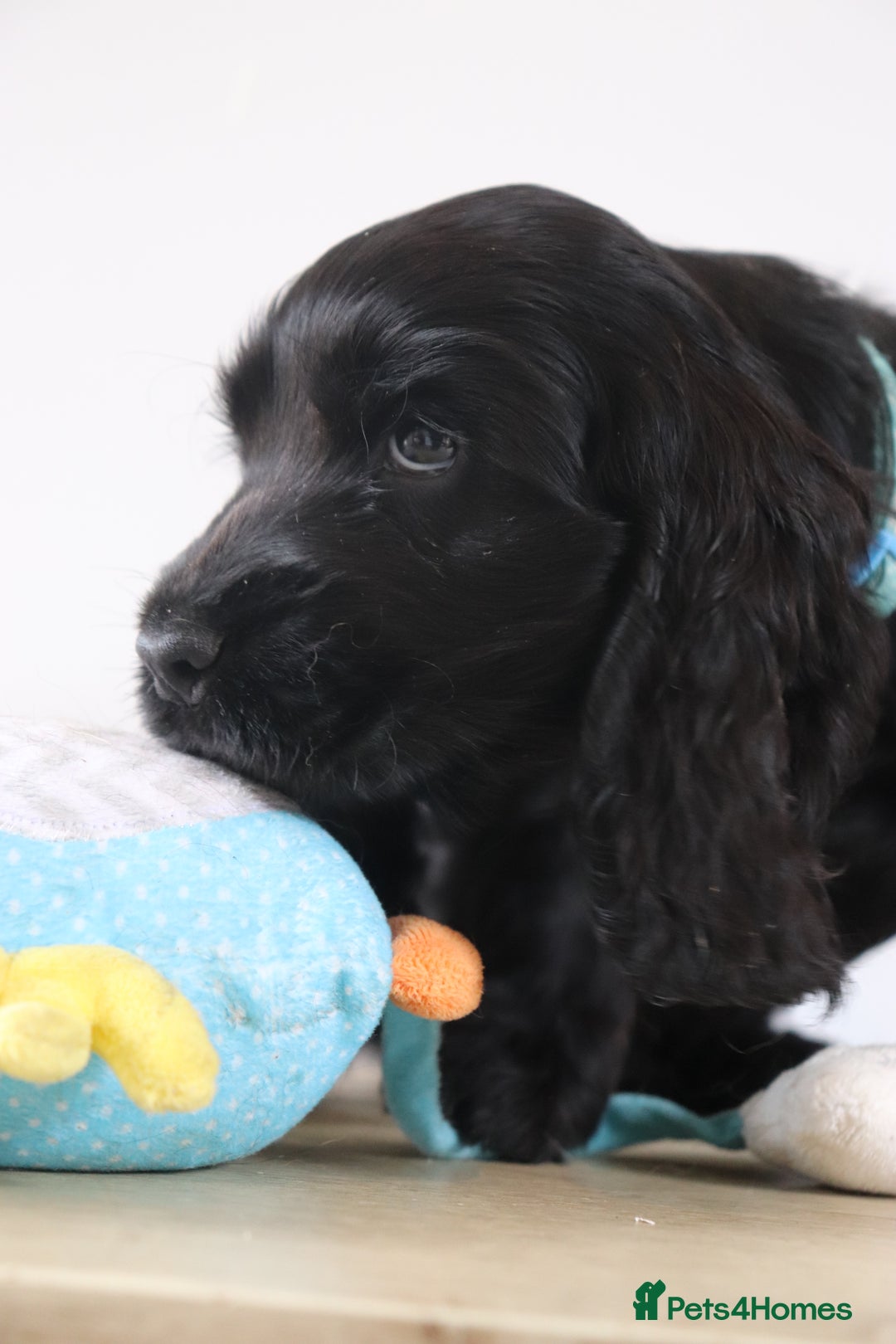 Cocker Spaniel dogs for sale: Kc registered show cocker spaniels  - Image 8