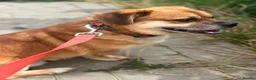 Mixed Breed dogs for adoption: 💙MAXIMILIAN💙: LOVES PEOPLE MORE THAN ANYTHING in Oxford - Advert 12
