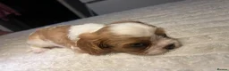 Cavalier King Charles Spaniel dogs for sale: DNA tested cavalier King Charles puppies  in Ipswich - Advert 4