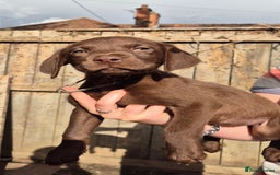 Labrador Retriever dogs for sale: Labrador puppys ready to leave  - Image 4