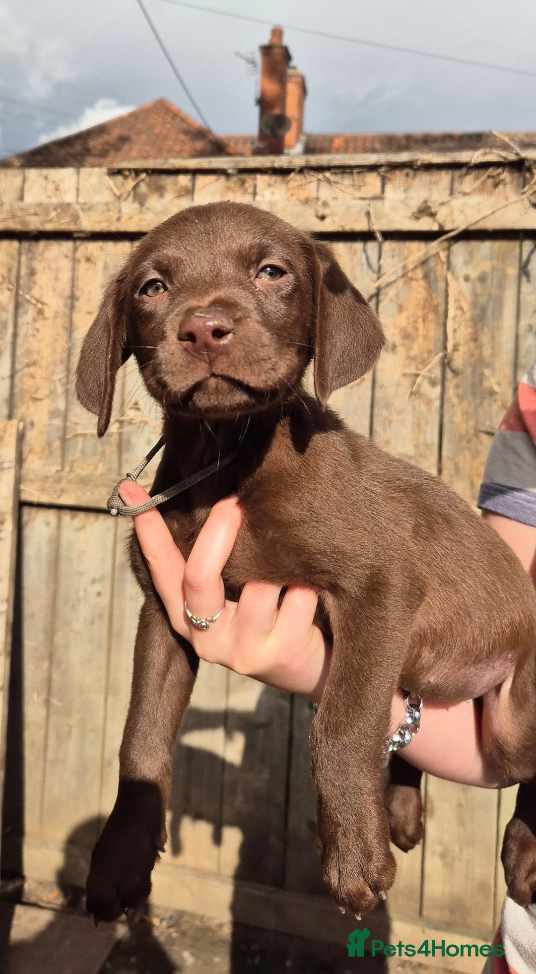 Labrador Retriever dogs for sale: Labrador puppys ready to leave  - Image 4