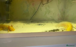 Axolotl reptiles for sale: Breeding pair of Axolotls  - Image 5