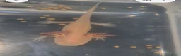 Other/Mixed Breed fish for sale: Baby Axolotls  - Advert 2