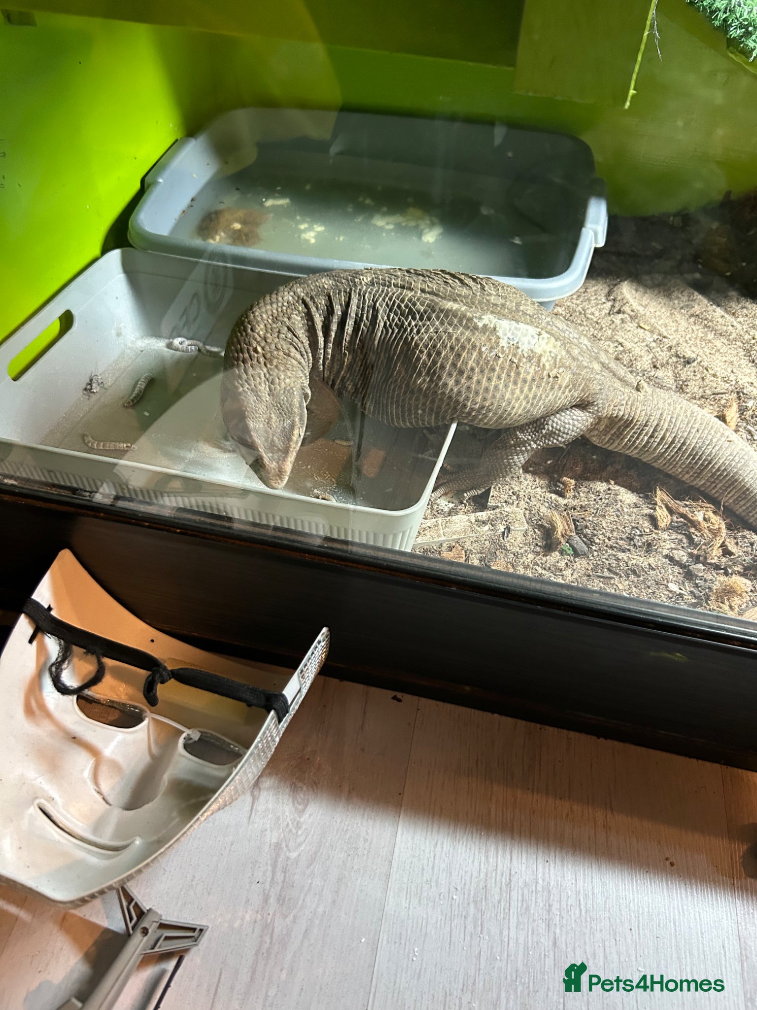 Monitor reptiles Bosc Monitor  - Advert 1