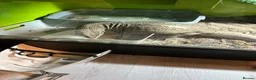 Monitor reptiles for sale: Bosc Monitor  in Basildon - Advert 1