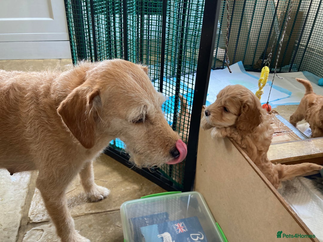 Mixed Breed dogs for sale: Mixed breed puppy - last one - Image 10