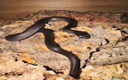 King Snake reptiles for sale: MBK Snake (Male) - Image 3