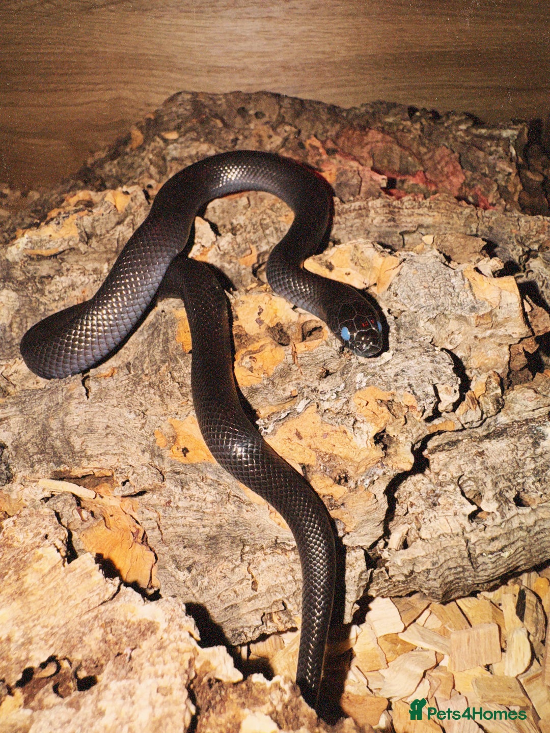 King Snake reptiles for sale: MBK Snake (Male) - Image 3