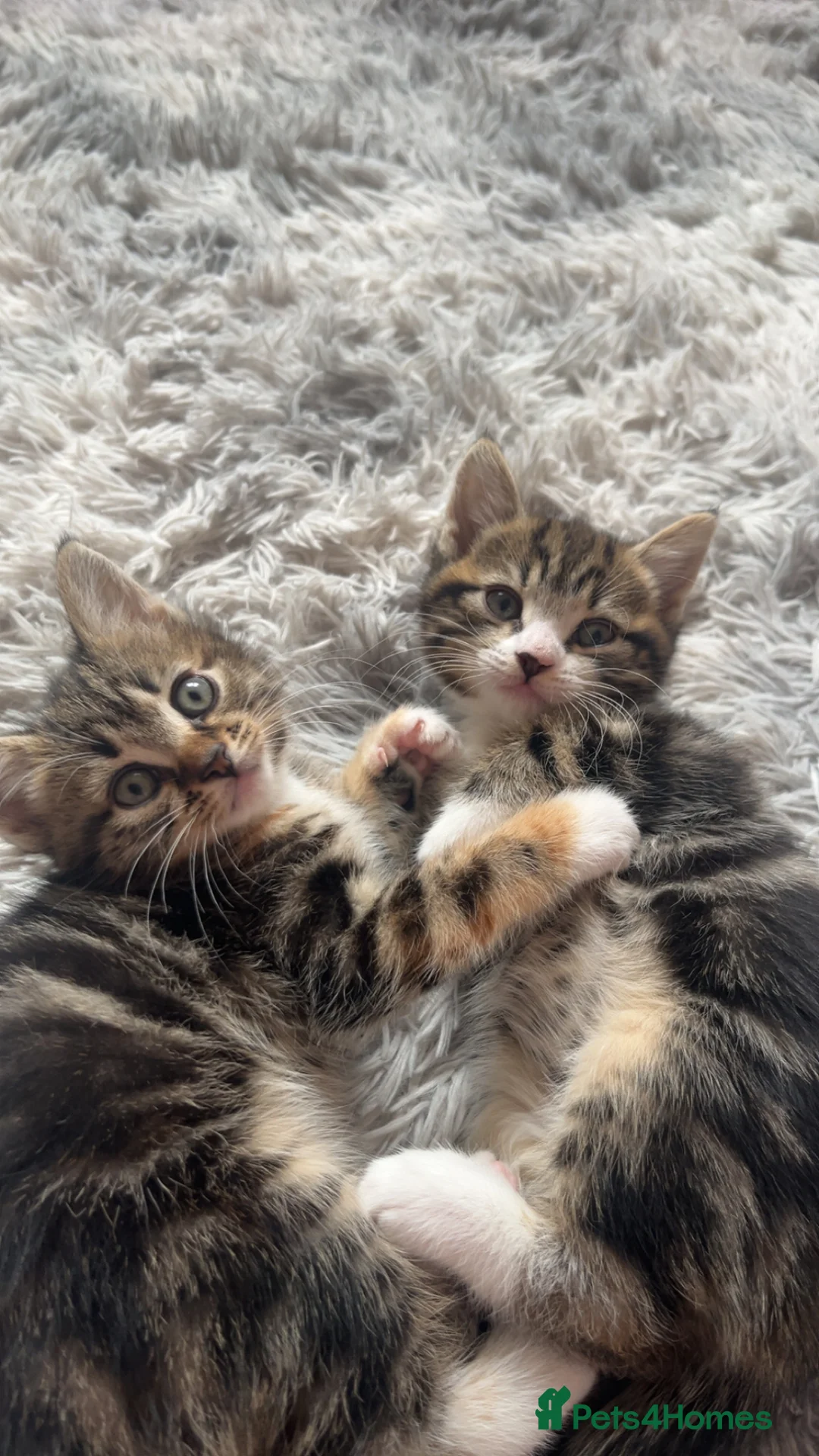 Mixed Breed cats for sale: Half Maine coon kittens calico  - Advert 15