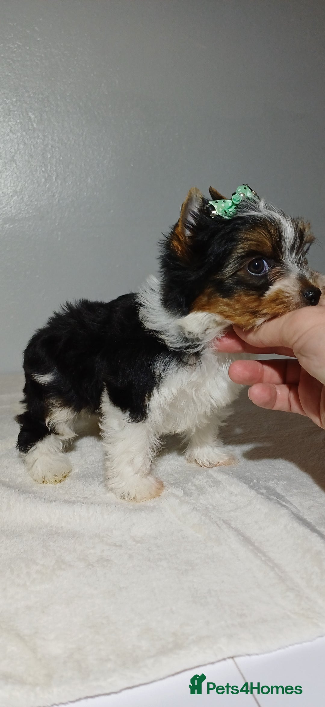 Yorkshire Terrier dogs for sale: 100% Biewer yorkshire-terrier Pedigree  - Advert 34