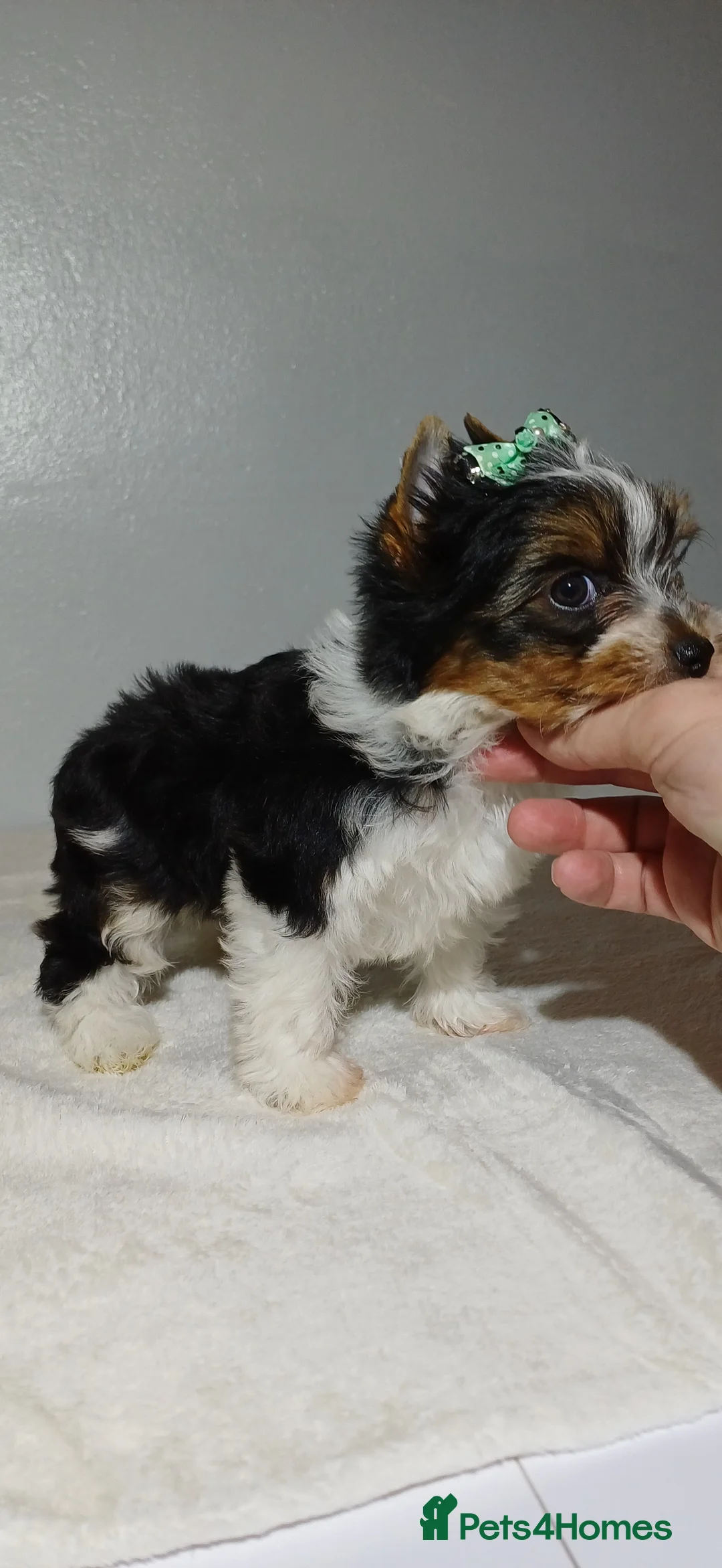 Yorkshire Terrier dogs for sale: 100% Biewer yorkshire-terrier Pedigree  - Advert 34