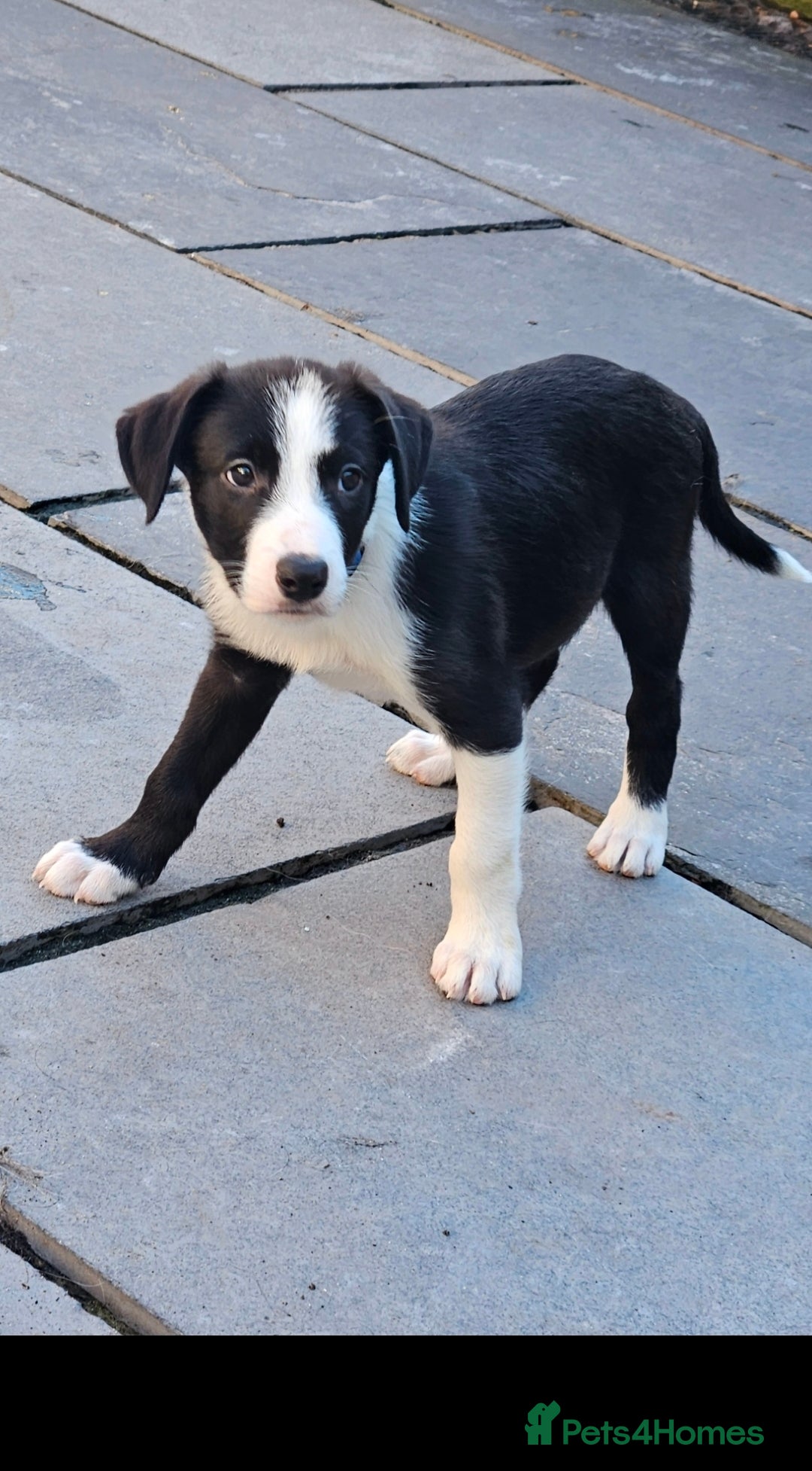 Border Collie dogs Looking for an adventure  - Advert 2