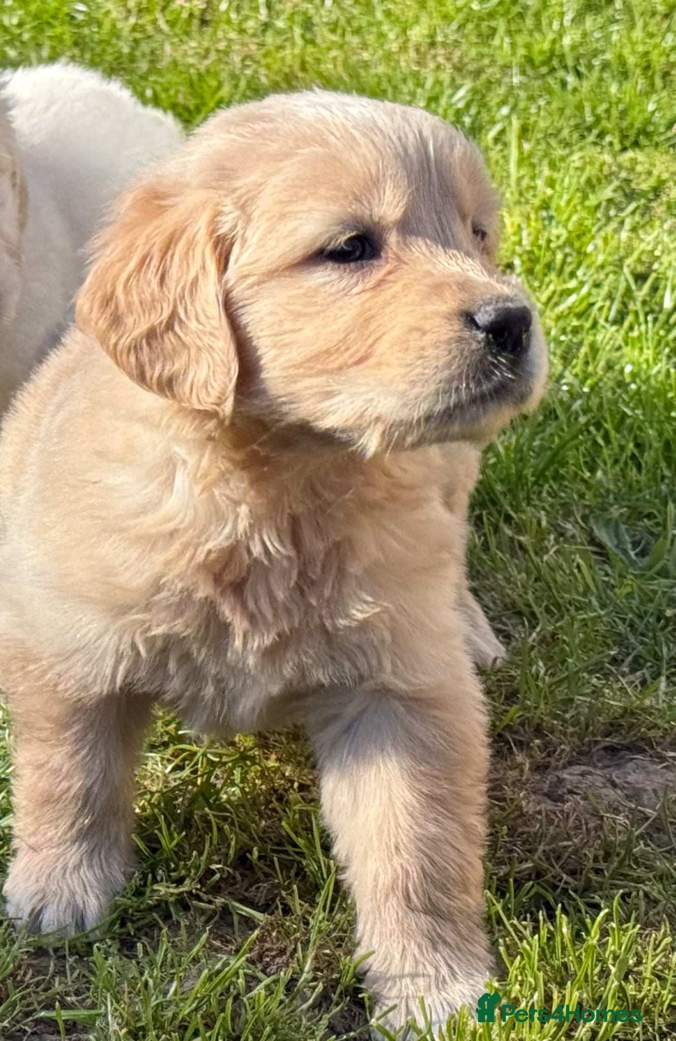 Golden Retriever dogs Beautiful, DNA tested - Golden Retriever Puppies  - Advert 2