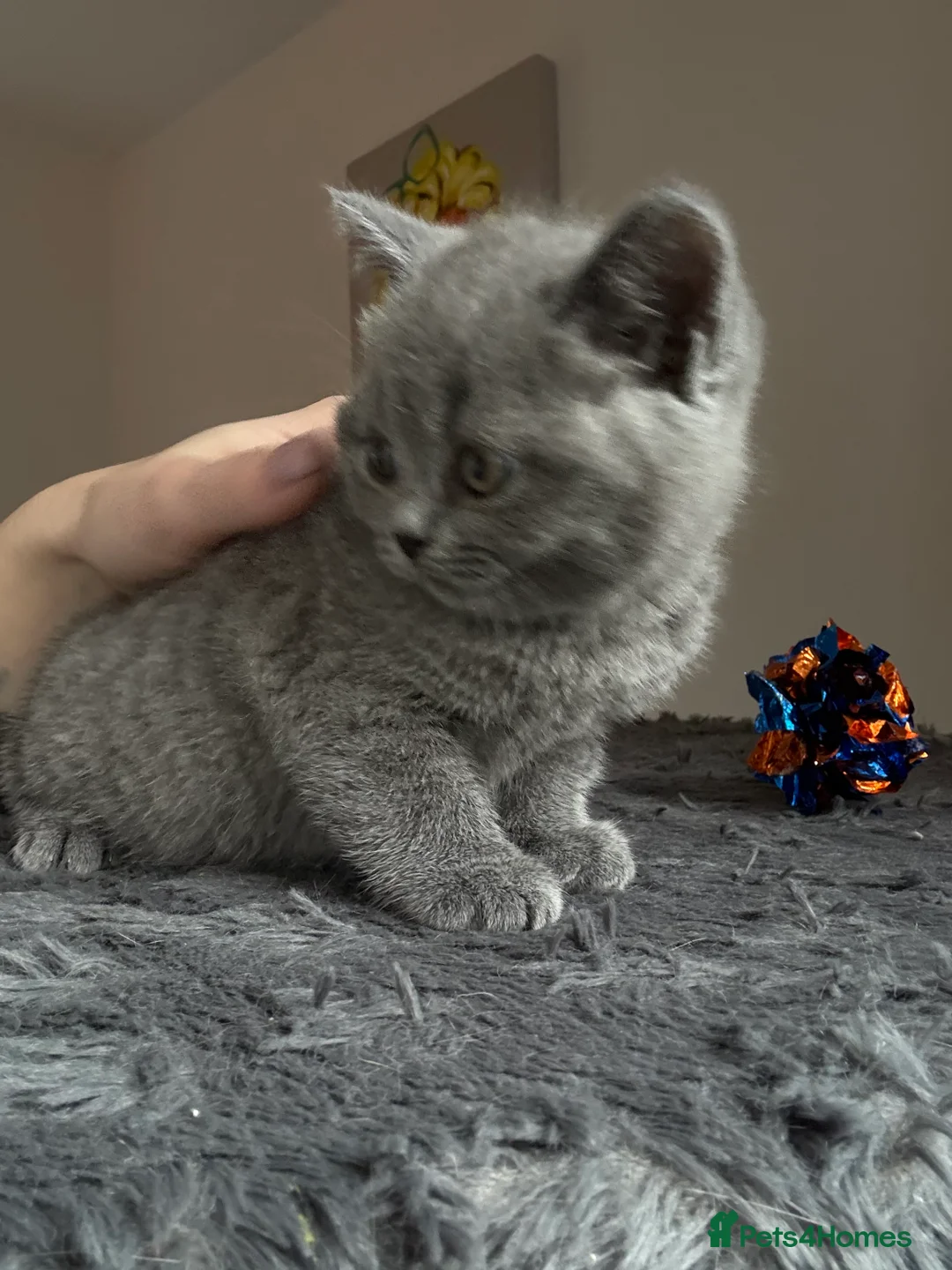 British Shorthair cats for sale: Ready NOW !🫶BLUE FEMALE GIRL GCCF registered 😻  - Advert 5