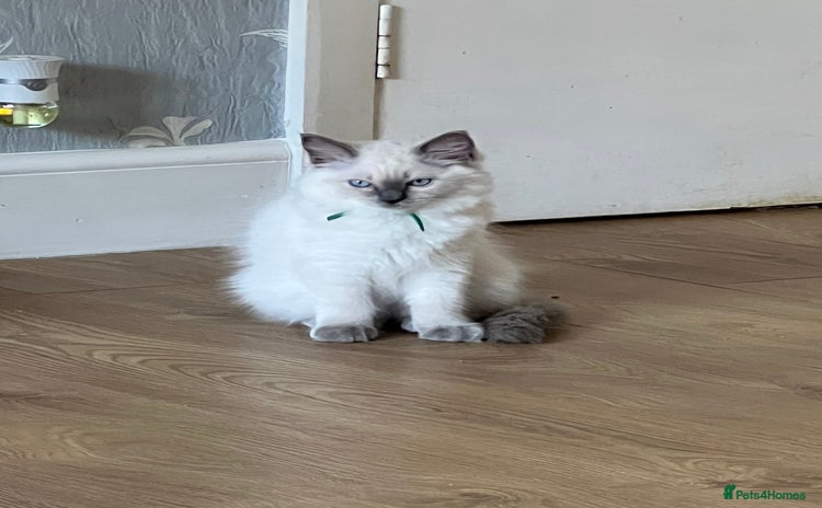 Ragdoll cats - Advert 3