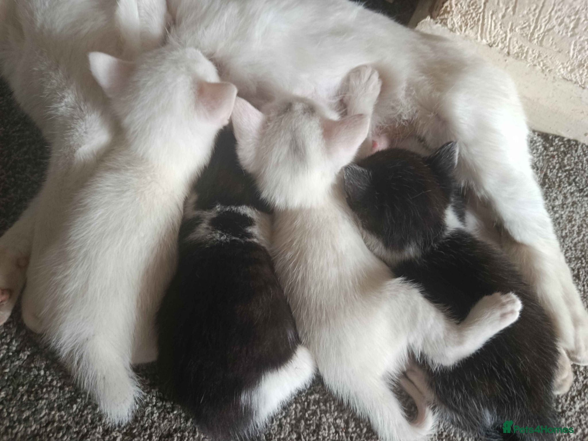 Mixed Breed cats Adorable Kittens for Sale – All 3 for £270 - Advert 3