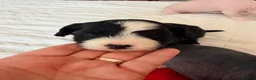 Chinese Crested dogs for sale: Pure breed Chinese Crested  - Advert 13